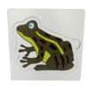ชุดการเจริญเติบโตของกบ - Development of Frog - Image 2