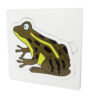 ชุดการเจริญเติบโตของกบ - Development of Frog - Image 3