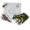 ชุดการเจริญเติบโตของกบ - Development of Frog