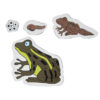 ชุดการเจริญเติบโตของกบ - Development of Frog - Image 4